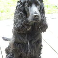 Engelse Cocker Spaniel