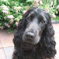 Engelse Cocker Spaniel