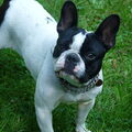 Franse Bulldog