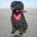 Bouvier