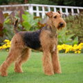 Airedale Terrier