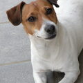Jack Russell Terrier