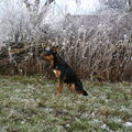 Australian Kelpie
