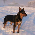 Australian Kelpie
