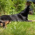Australian Kelpie