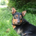 Australian Kelpie