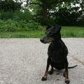 Manchester Terrier