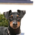 Manchester Terrier