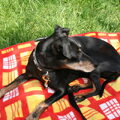 Manchester Terrier