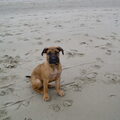 Dogo Canario