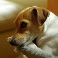 Jack Russell Terrier