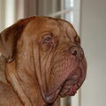 Bordeauxdog