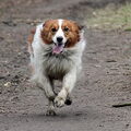 Kooikerhondje