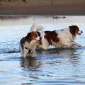 Kooikerhondje