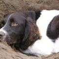 Engelse Springer Spaniel