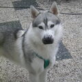 Siberische Husky