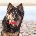 Oud Duitse Herdershond