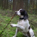 Engelse Springer Spaniel