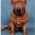 Bordeauxdog