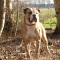 Amerikaanse Bulldog