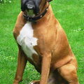 Boxer
