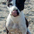 American Staffordshire Terrier