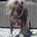 Chinese Naakthond