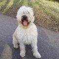 Irish Softcoated Wheaten Terriër