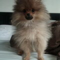 Keeshond, Dwerg