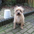 Cairn Terrier