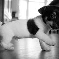 Jack Russell Terrier