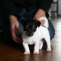 Jack Russell Terrier