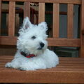 West Highland White Terrier