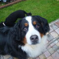 Berner Sennenhond