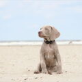 Weimaraner