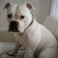 Old English Bulldog