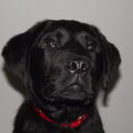 Labrador