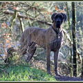 Duitse Dog