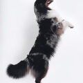 Australian Shepherd