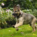 Duitse Herder