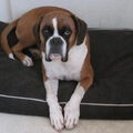 Boxer