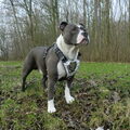 Staffordshire Bull Terrier
