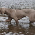 Weimaraner