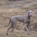 Weimaraner