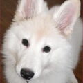 Zwitserse Witte Herder