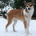 Noorse lundehond