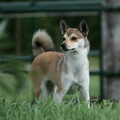 Noorse lundehond