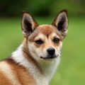 Noorse lundehond