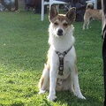 Noorse lundehond