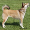 Noorse lundehond